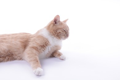 Photo of Adorable ginger cat resting on white background. Space for text