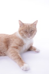 Photo of Adorable ginger cat resting on white background