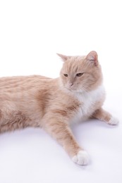 Photo of Adorable ginger cat resting on white background