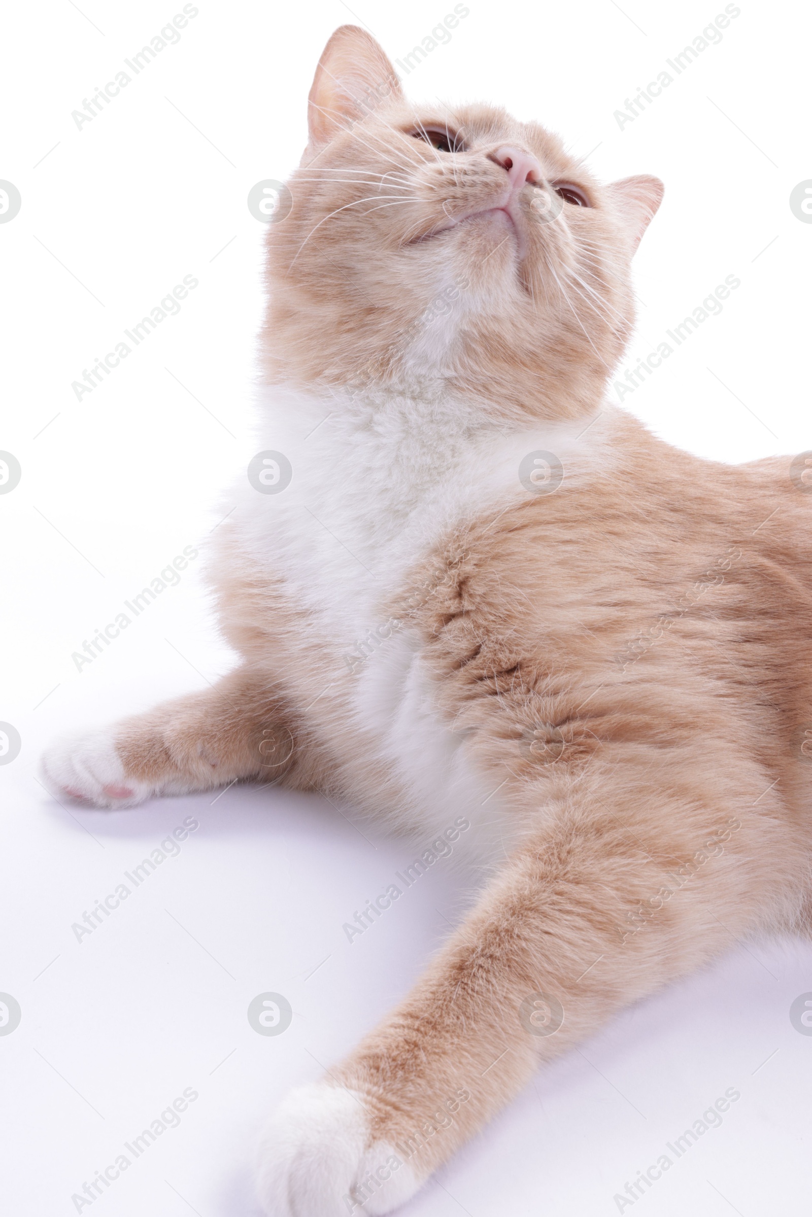 Adorable ginger cat resting on white background Photo of Adorable ginger cat resting on white background