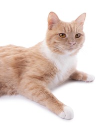 Photo of Adorable ginger cat resting on white background