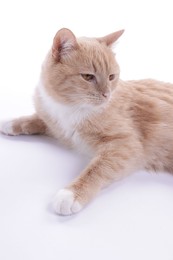 Photo of Adorable ginger cat resting on white background