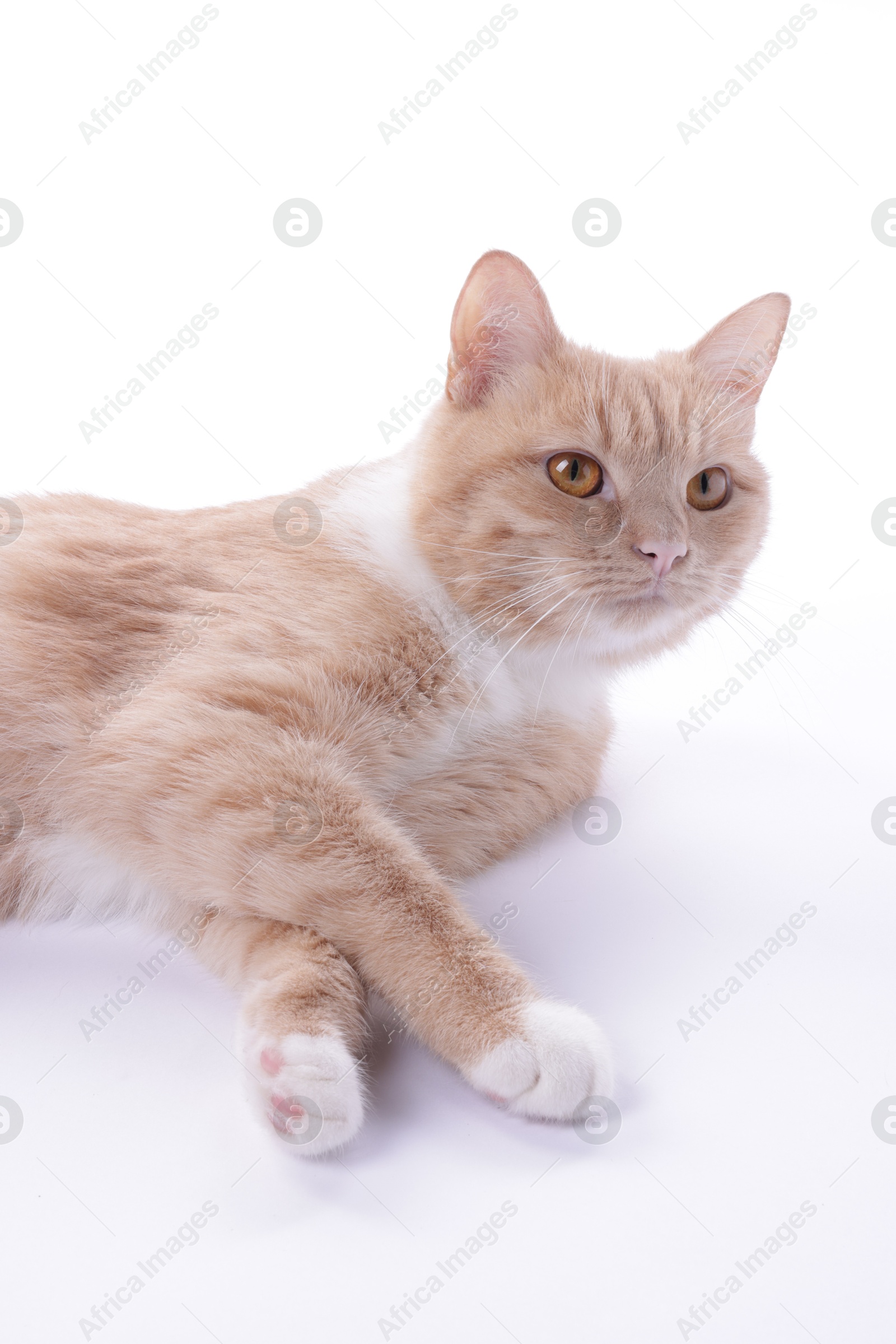 Adorable ginger cat on white background. Cute animal Photo of Adorable ginger cat on white background. Cute animal