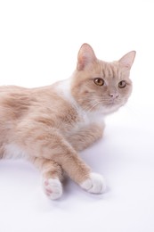 Photo of Adorable ginger cat on white background. Cute animal