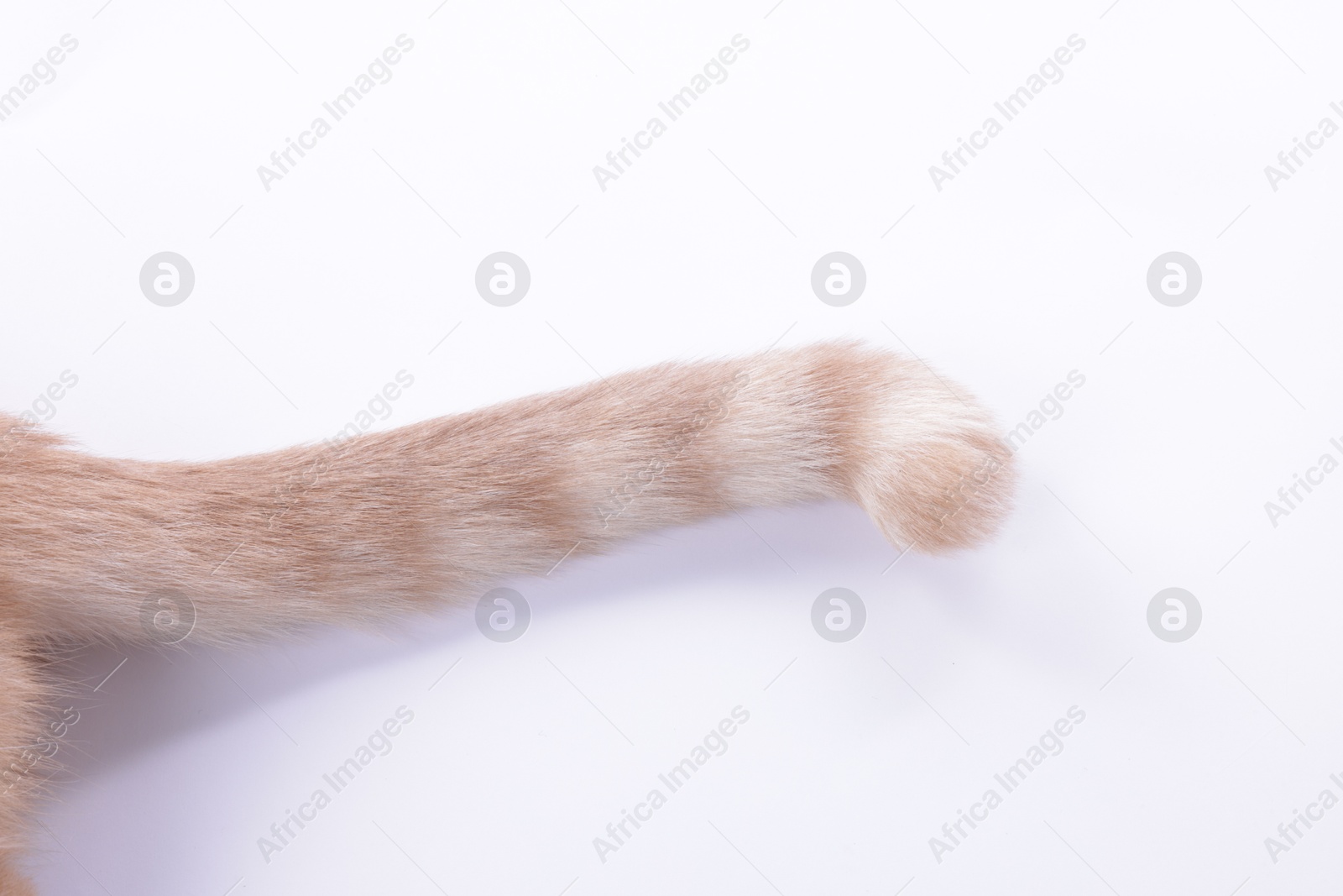 Cat with fluffy tail on white background, closeup Photo of Cat with fluffy tail on white background, closeup