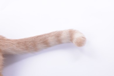 Photo of Cat with fluffy tail on white background, closeup