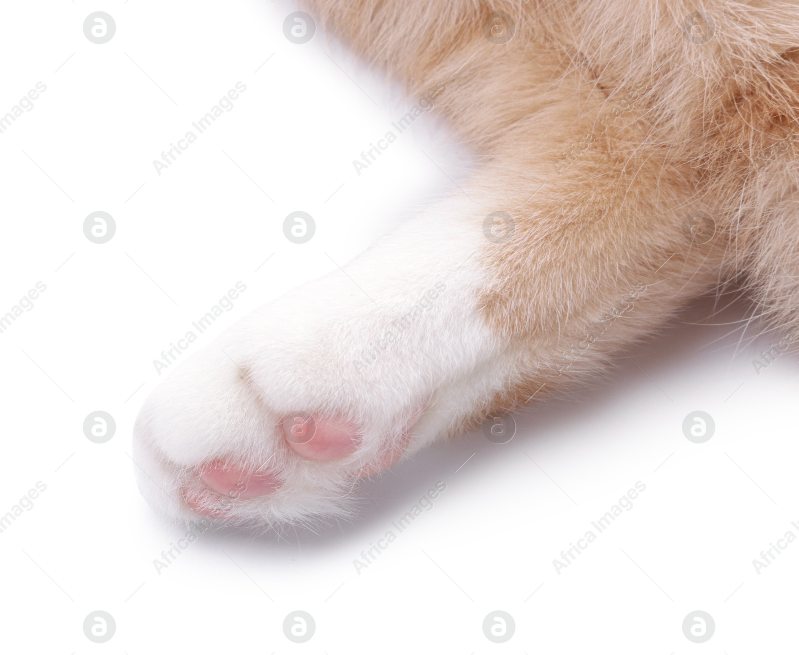 Cat with fluffy paw on white background, closeup Photo of Cat with fluffy paw on white background, closeup