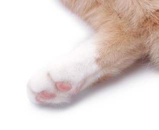 Photo of Cat with fluffy paw on white background, closeup