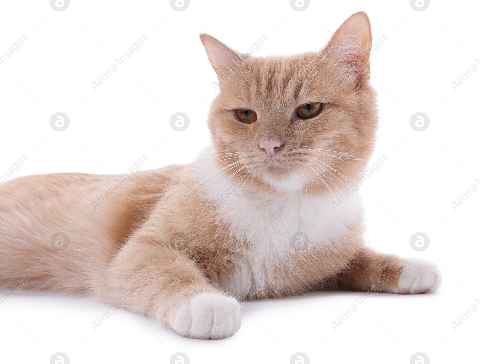 Adorable ginger cat on white background. Cute animal Photo of Adorable ginger cat on white background. Cute animal