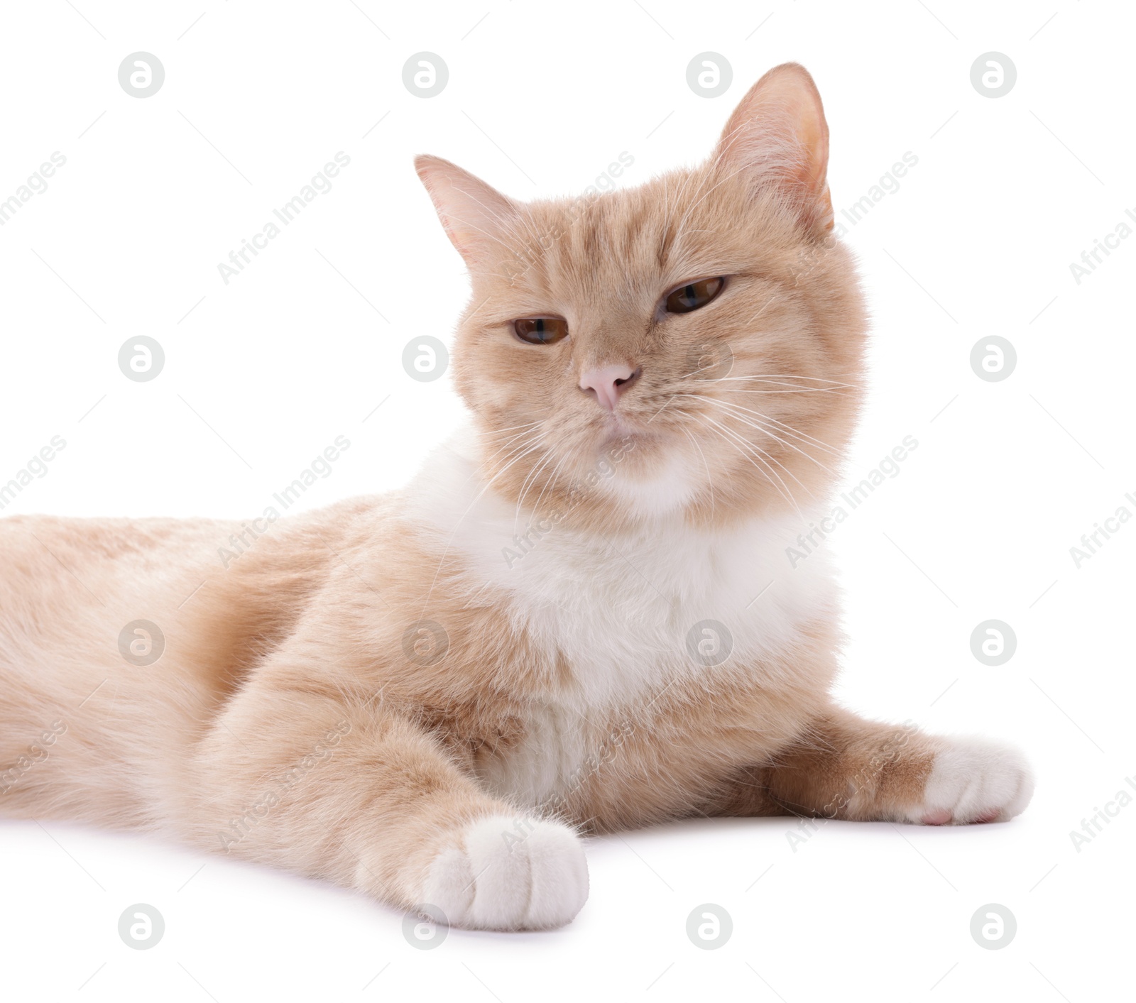 Adorable ginger cat on white background. Cute animal Photo of Adorable ginger cat on white background. Cute animal
