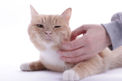 Photo of Owner stroking adorable ginger cat on white background, closeup