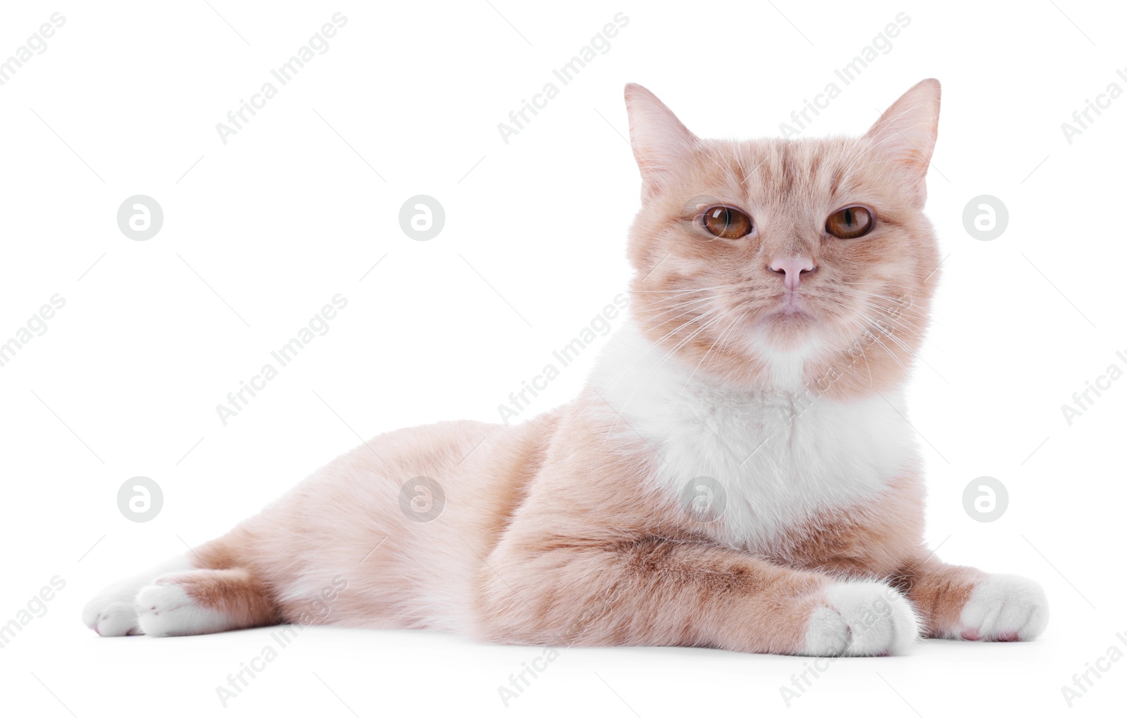 Adorable ginger cat on white background. Cute animal Photo of Adorable ginger cat on white background. Cute animal