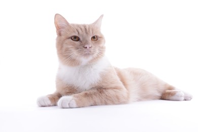 Photo of Adorable ginger cat on white background. Cute animal
