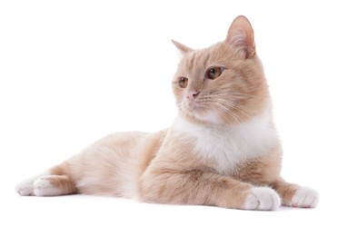 Photo of Adorable ginger cat on white background. Cute animal