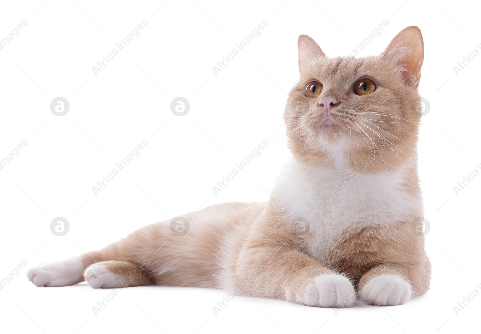 Adorable ginger cat on white background. Cute animal Photo of Adorable ginger cat on white background. Cute animal