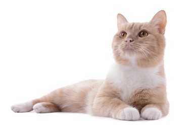 Photo of Adorable ginger cat on white background. Cute animal