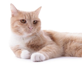 Photo of Adorable ginger cat on white background. Cute animal