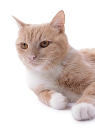Photo of Adorable ginger cat on white background. Cute animal
