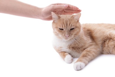 Photo of Owner stroking adorable ginger cat on white background, closeup