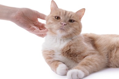Photo of Owner stroking adorable ginger cat on white background, closeup