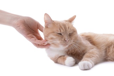 Photo of Owner stroking adorable ginger cat on white background, closeup
