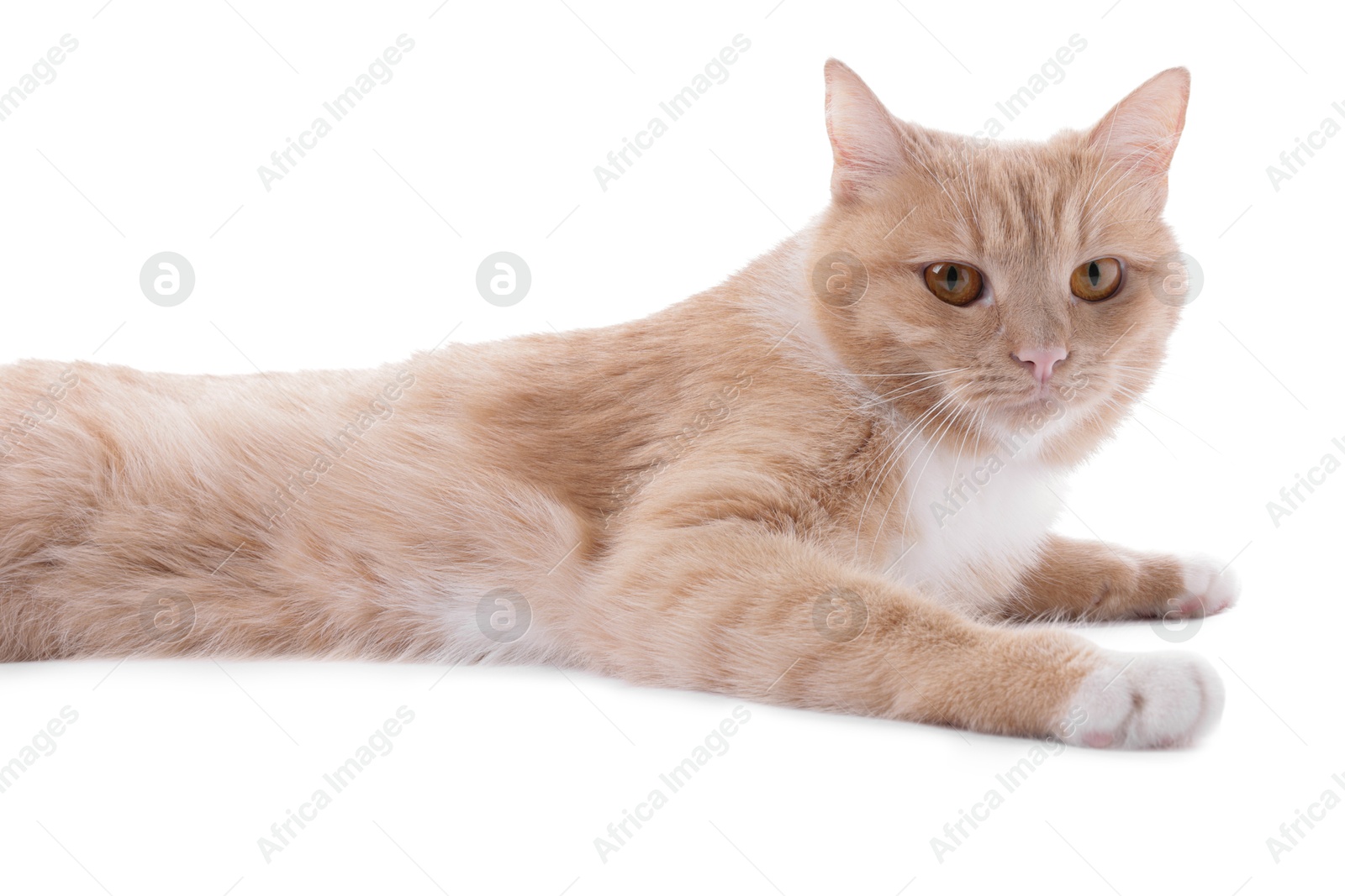 Adorable ginger cat on white background. Cute animal Photo of Adorable ginger cat on white background. Cute animal