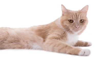 Photo of Adorable ginger cat on white background. Cute animal