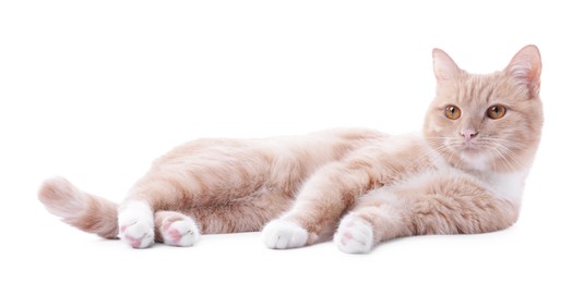 Photo of Adorable ginger cat on white background. Cute animal