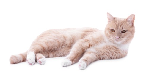 Photo of Adorable ginger cat on white background. Cute animal