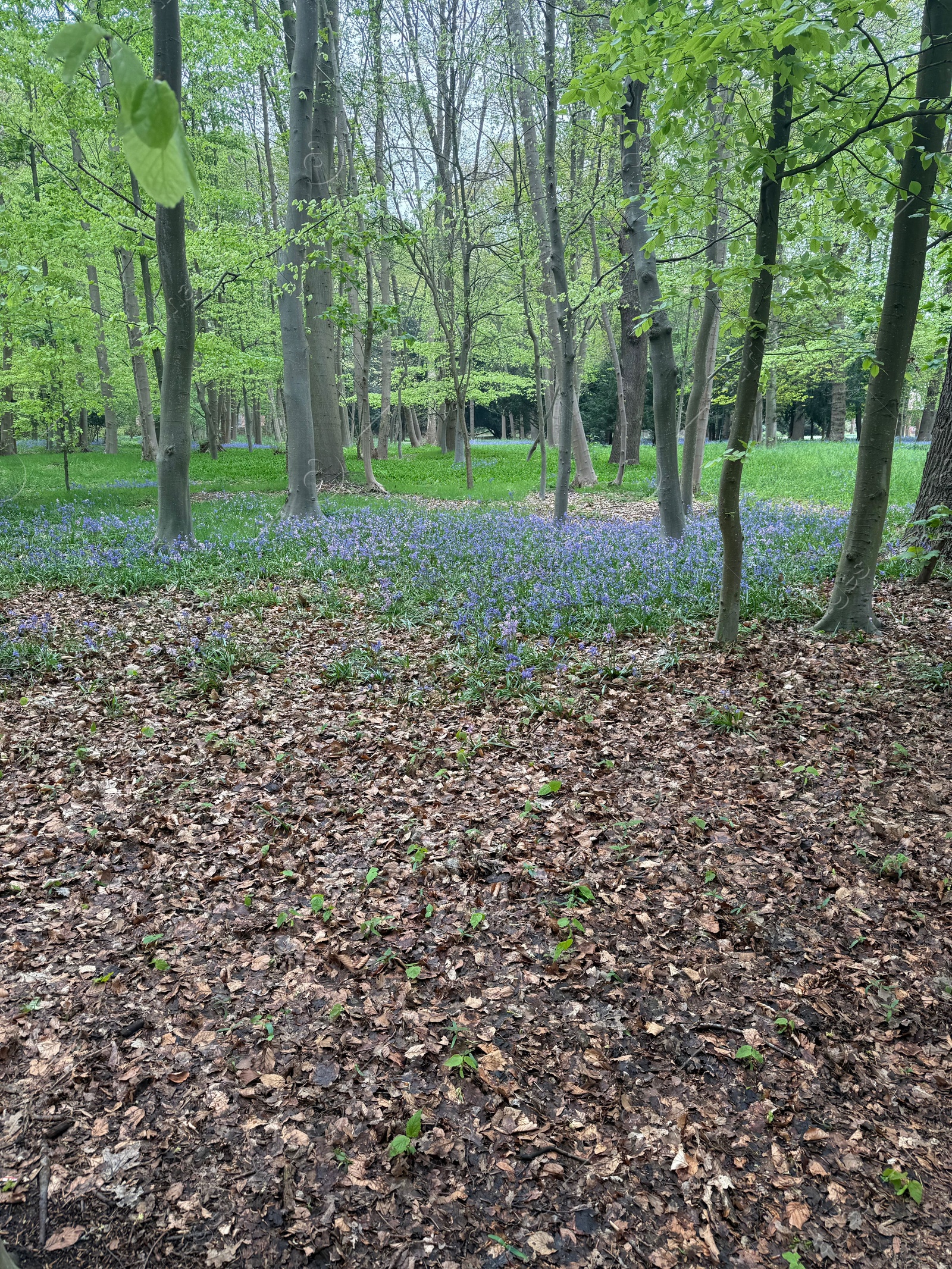 Many green trees and beautiful flowers in park Photo of Many green trees and beautiful flowers in park