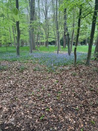 Photo of Many green trees and beautiful flowers in park