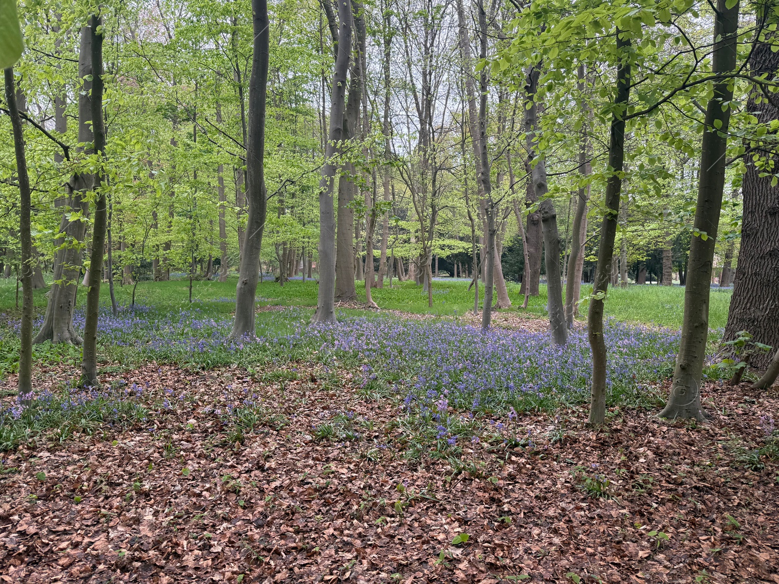Many green trees and beautiful flowers in park Photo of Many green trees and beautiful flowers in park