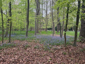 Photo of Many green trees and beautiful flowers in park