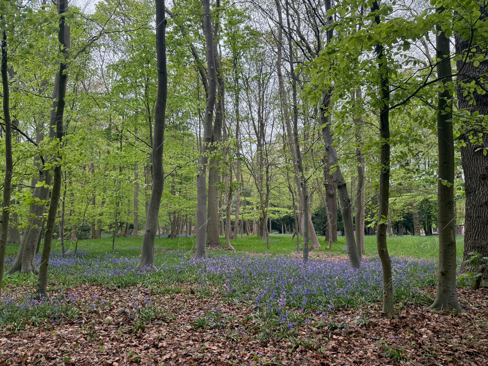 Many green trees and beautiful flowers in park Photo of Many green trees and beautiful flowers in park