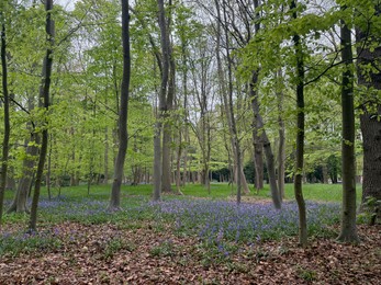 Photo of Many green trees and beautiful flowers in park