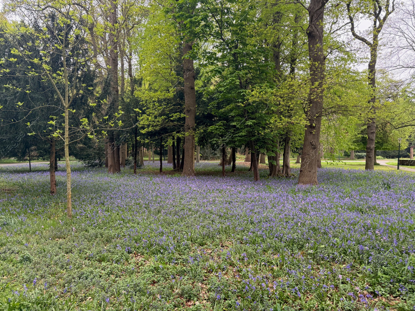 Many green trees and beautiful flowers in park Photo of Many green trees and beautiful flowers in park