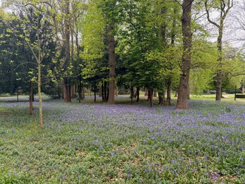 Photo of Many green trees and beautiful flowers in park