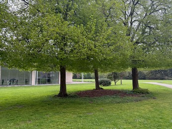 Photo of Beautiful green trees near building outdoors in spring