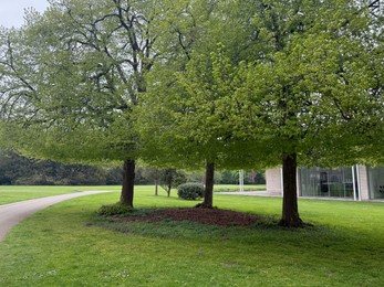Photo of Beautiful green trees near building outdoors in spring