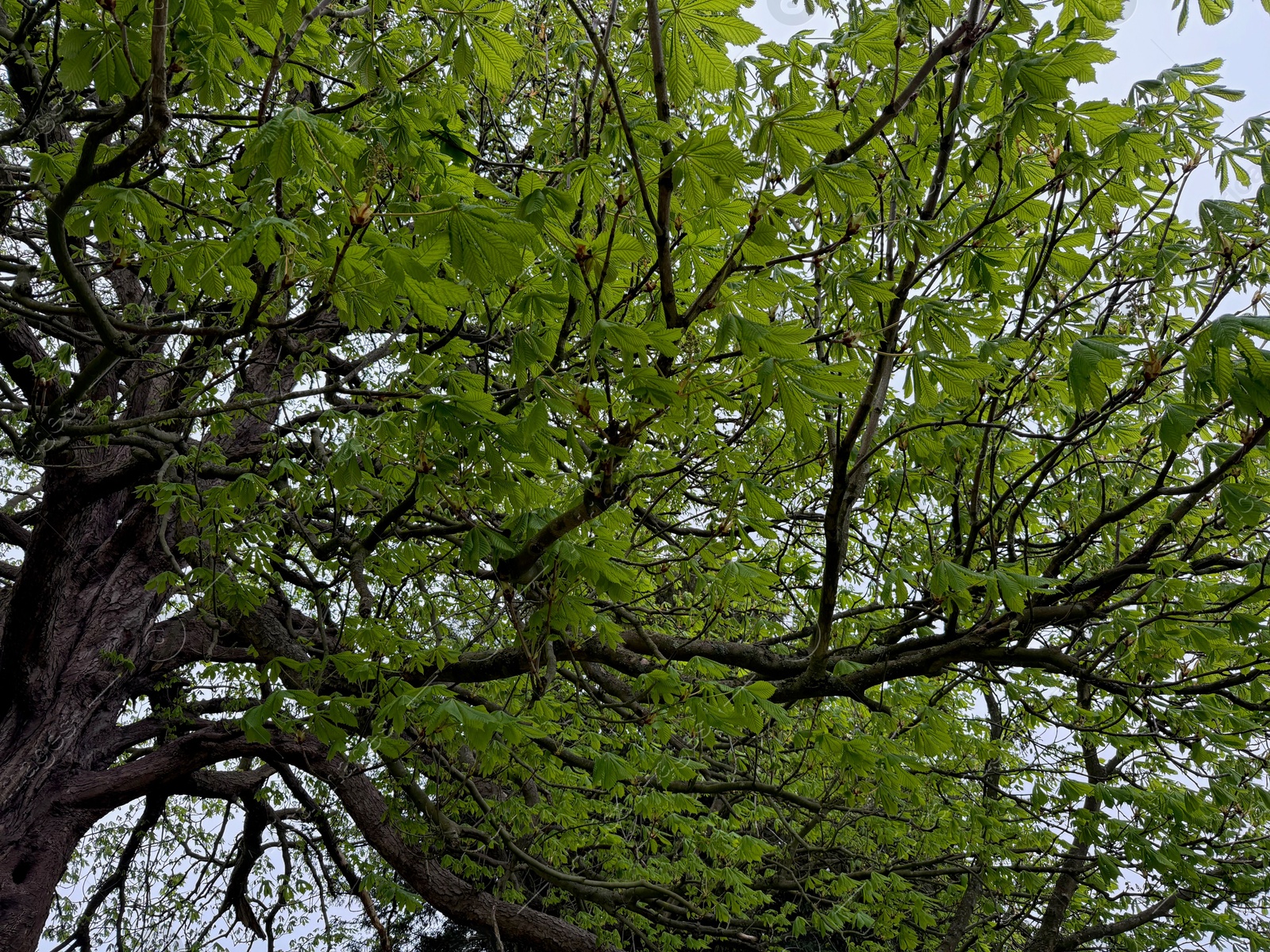 Photo of Beautiful tree crown with green leaves outdoors, low angle view