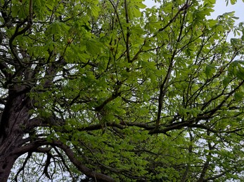 Photo of Beautiful tree crown with green leaves outdoors, low angle view