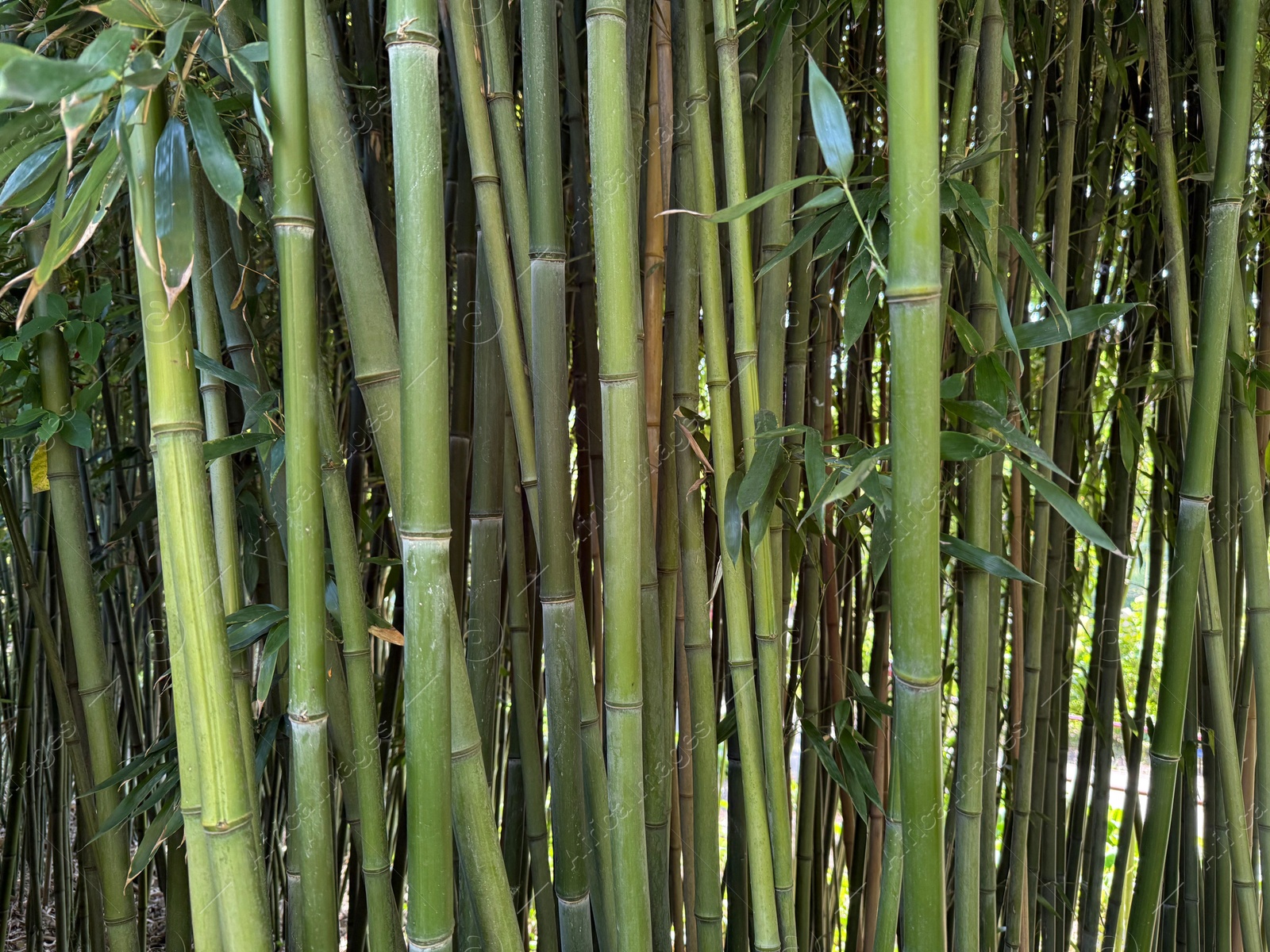 Many bamboo stalks with green leaves outdoors Photo of Many bamboo stalks with green leaves outdoors