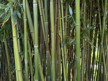 Photo of Many bamboo stalks with green leaves outdoors