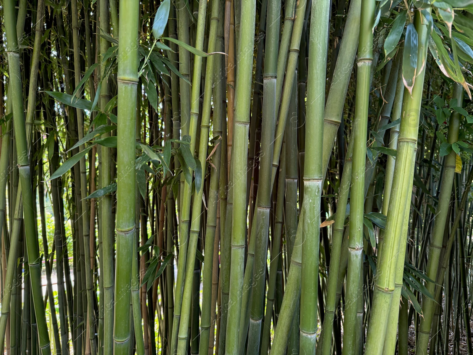 Many bamboo stalks with green leaves outdoors Photo of Many bamboo stalks with green leaves outdoors