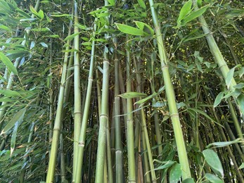 Photo of Many bamboo stalks with green leaves outdoors, low angle view