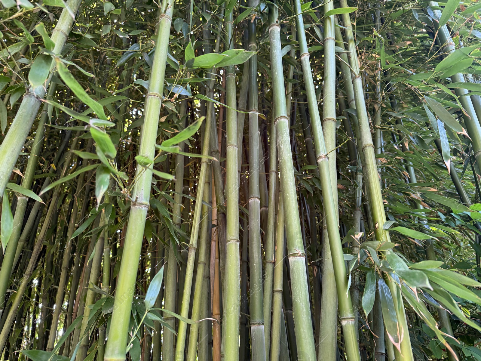 Many bamboo stalks with green leaves outdoors, low angle view Photo of Many bamboo stalks with green leaves outdoors, low angle view