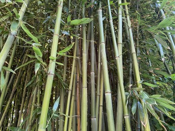 Photo of Many bamboo stalks with green leaves outdoors, low angle view