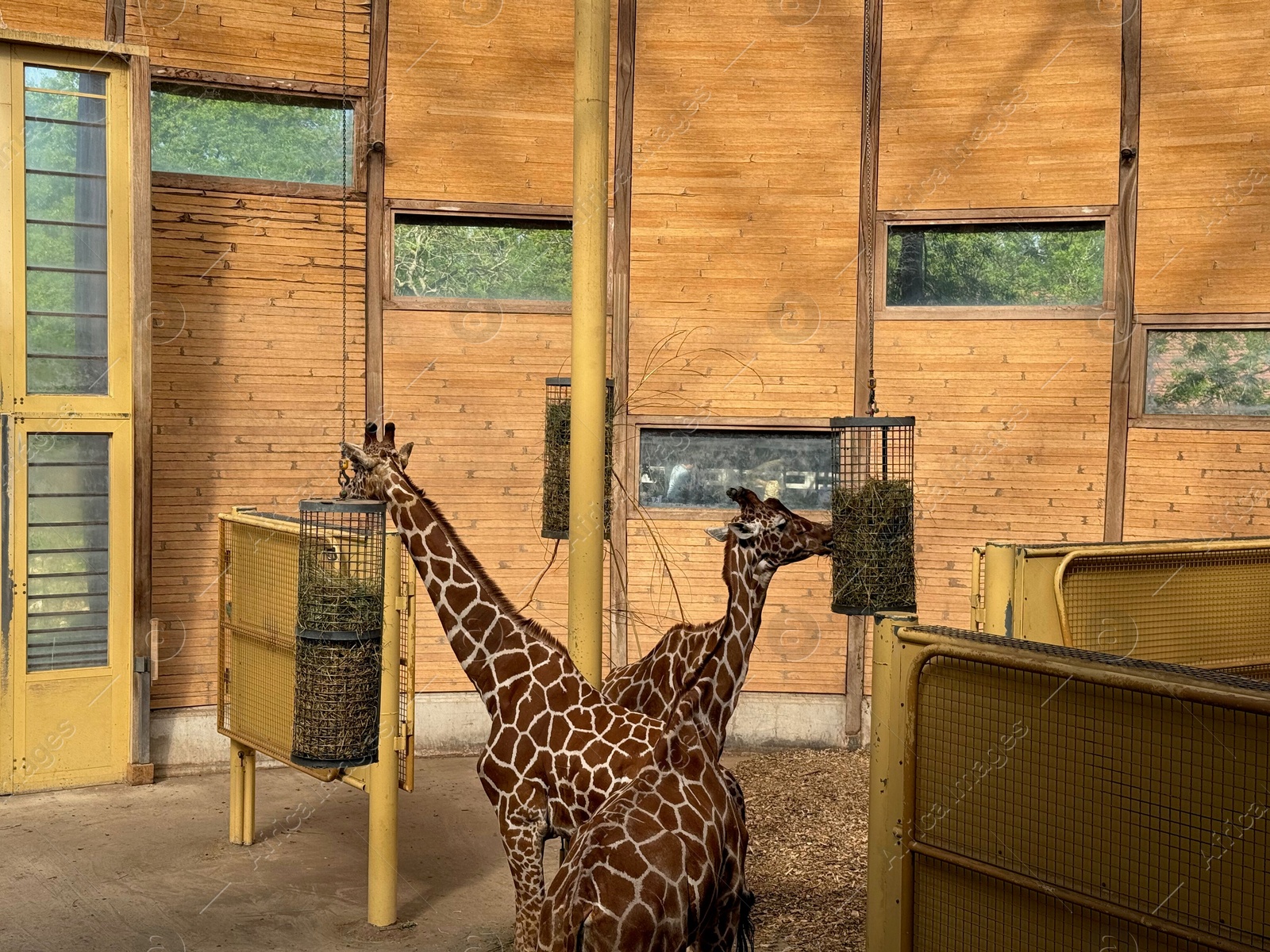 Two beautiful spotted giraffes feeding in zoo Photo of Two beautiful spotted giraffes feeding in zoo
