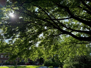 Photo of Beautiful tree crown with green leaves as background, closeup