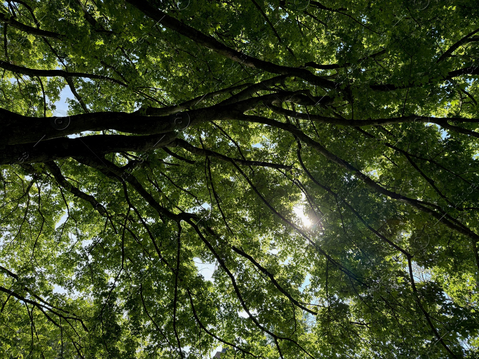 Beautiful tree crown with green leaves as background, closeup Photo of Beautiful tree crown with green leaves as background, closeup